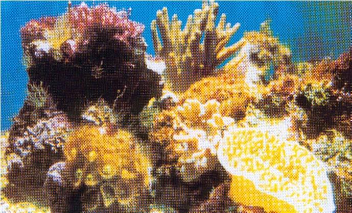 EURO 9,00 9,00 9,00 9,00 SPECIAL AQUARIUM CORAL Λάμπα ειδική για Θαλάσσια Ενυδρεία Προωθεί την