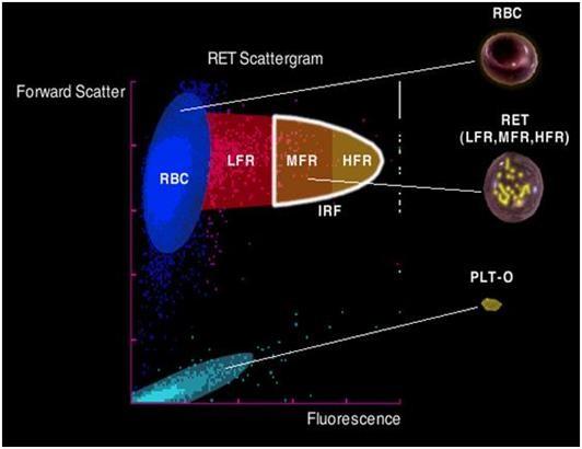 Μέτρηση ΔΕΚ με φθοριοχρώματα Fluorescent dye penetrates membrane to target RNA in Reticulocytes and