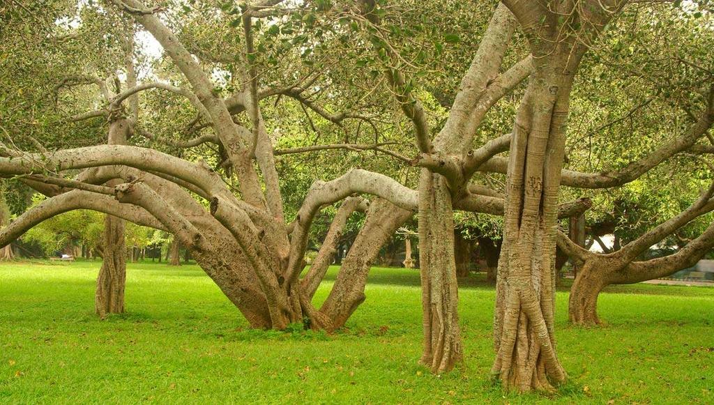 Βοτανικός κήπος Lalbagh, Μπανγαλόρ, Ινδία Στη συνέχεια επισκεπτόµαστε το θερινό παλάτι του Τίπου Σουλτάν, χτισµένο εξ ολοκλήρου από ξύλο τικ, στολισµένο µε κίονες, καµάρες και µπαλκόνια.