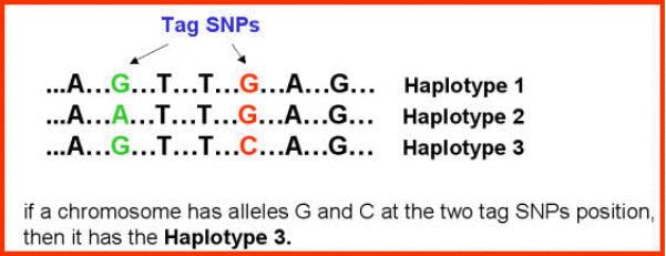 HtSNPs-haplotype tagging SNPs Μια υπο-οµάδα SNPs σε έναν απλότυπο που