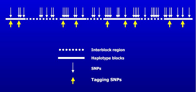 Μέθοδοι επιλογής tsnps που στηρίζονται στον προσδιορισµό blocks Τα blocks δεν µπορούν να επικαλύπτονται ή να συσχετίζονται µεταξύ τους (δηµογραφικοί παράγοντες? Ανώτερες σχέσεις?