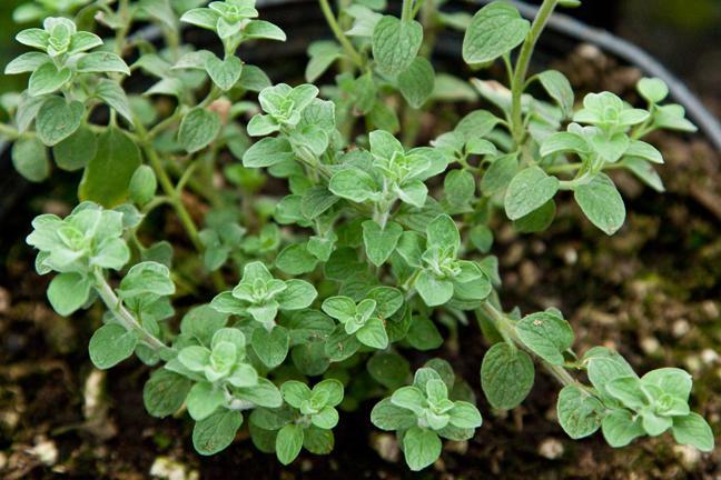 1.2 Το φυτό Origanum Vulgare ssp.