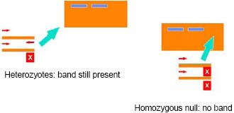 Random Amplified Polymorphic DNA (RAPD) Έρευνα «άγνωστων