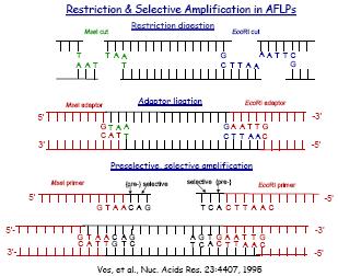 Amplified Fragment Length Polymorphism (AFLP) Συνδυασμός RFLP και PCR Πιο αξιόπιστα αποτελέσματα από RAPD Χρειάζονται καλύτερη ποιότητα DNA Πιθανές διαφορές μεταξύ ιστών Αντικατέστησαν τα