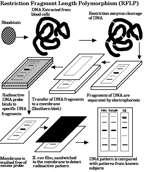 Restriction Fragment Length Polymorphism (RFLP) Πρώτη μέθοδος ανάλυσης DNA Έχει πλέον υποχωρήσει σε έρευνες ποικιλότητας Ένζυμα