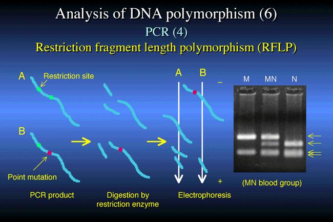 PCR-RFLP Συνδυασμός PCR και RFLP Κοπή επιλεγμένων πολυμερισμένων τμημάτων DNA Συγκυρίαρχα αποτελέσματα