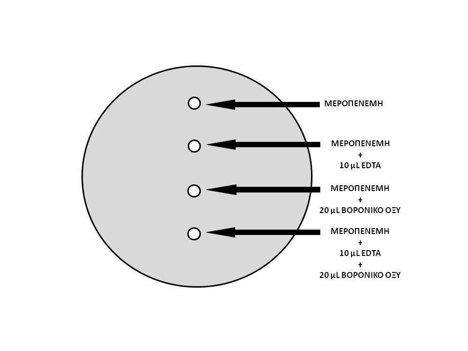 Το combination meropenem disc test αποτελεί συνδυασµό των EDTA Test και Boronic Acid Test σε ένα τρυβλίο (Εικόνα 12). Εικόνα 12.