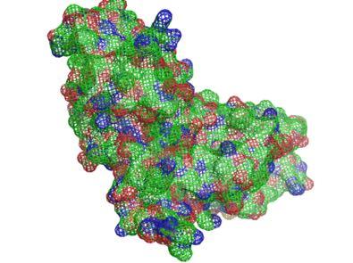 o <mesh>: η επιφάνεια του μορίου υπολογίζεται με βάση τα ηλεκτρονικά νέφη των ατόμων που αποτελούν την πρωτεΐνη δημιουργώντας έτσι ένα χωροπληρωτικό μοντέλο το οποίο καλύπτεται με ένα ηλεκτρονικό