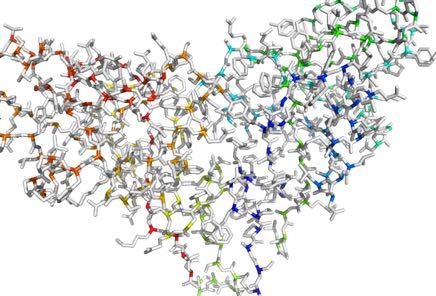 πρωτεΐνη αποτελείται από παραπάνω από μία πεπτιδικές αλυσίδες δεν γίνεται χρωματισμός ανά αλυσίδα όπως γίνεται στην εντολή <by chain>. o <rainbow (e.