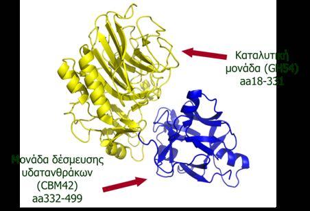 ΔΡΑΣΤΗΡΙΟΤΗΤΑ 2 η Απεικόνιση ξυλανασων GH10 και GH11 και αραβινοφουρανοζιδάσης GH54 Άσκηση 1 Ξυλανάση από το βακτήριο Cellvibrio japonicus (GH10) [PDB