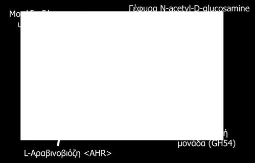 Άσκηση 2 Πολύ-λειτουργικές πρωτεΐνες Αραβινοφουρανοσιδάση από το μύκητα Aspergillus kawachii [PDB ID: 2D43] Παρατήρηση της: Καταλυτική μονάδας (GH54)