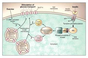Það verða til blöðrur inni í frumunni, sem bindast við frumuhimnuna og opnast út á yfirborðið. Þarna er það sem kallað er glucose transporter og þar opnast einhverskonar glúkósugöng inn í frumuna.