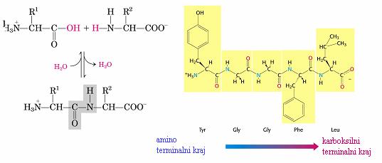 Polimerizacijom aminokiselina nastaju proteini uz izlazak vode.