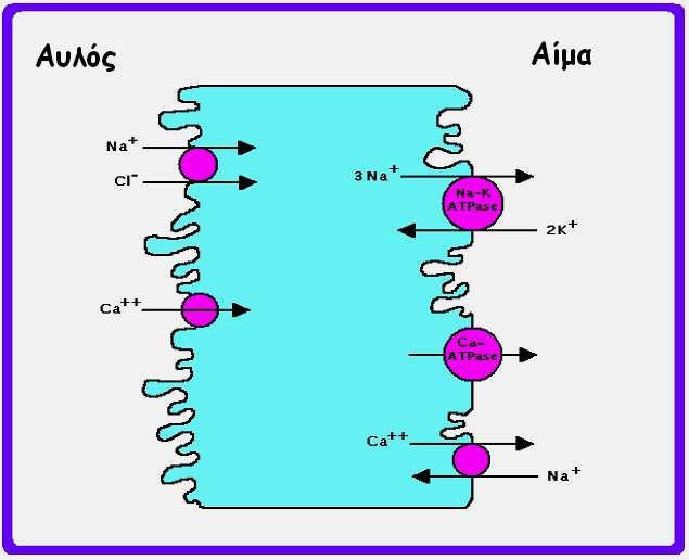 Μεταφορά στο αίμα μέσω: Ca ++ - ΑΤΡάσης,