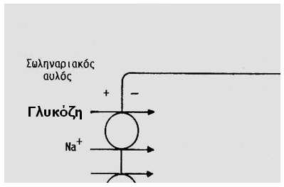 γλυκόζης = η μεγίστη ικανότητα επαναρρόφησης 375 mg/dl Η