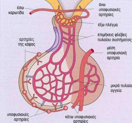 Αντιδιουρητική ορμόνη (ADH) Συντίθεται στην υποθάλαμο Αποθηκεύεται στον οπίσθιο λοβό της υπόφυσης Εκκρίνεται υπό την επίδραση