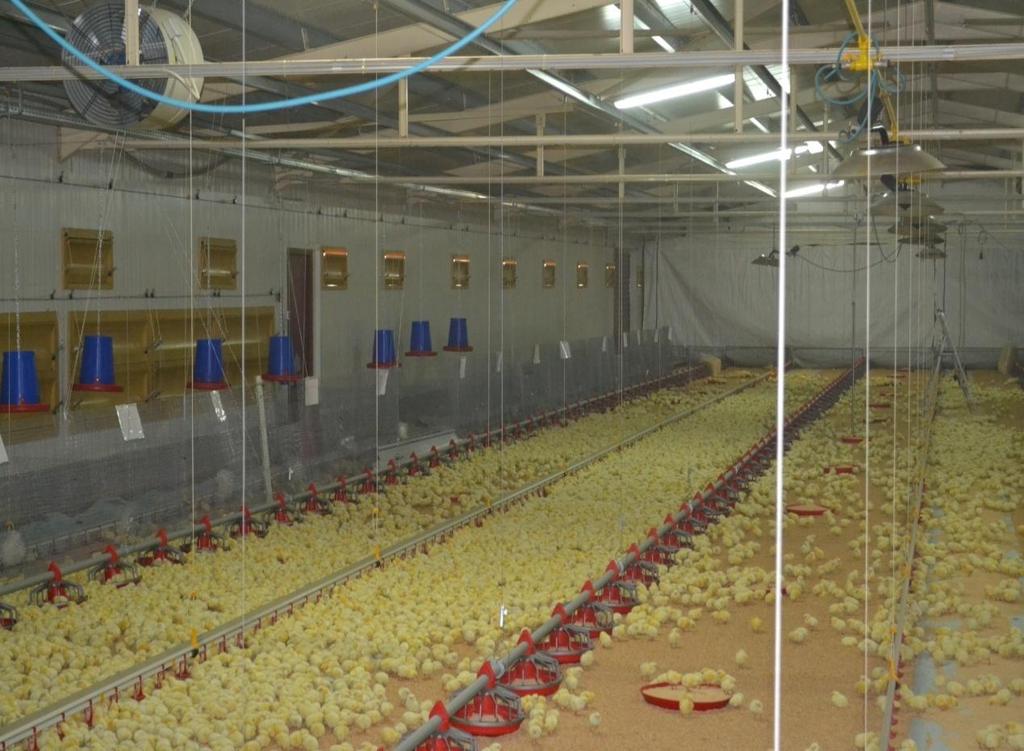 βάλουν «λουκέτο», με συνέπεια να μειωθεί η αυτάρκεια της εγχώριας παραγωγής στο κοτόπουλο και να μείνουν χιλιάδες οικογένειες στον δρόμο.