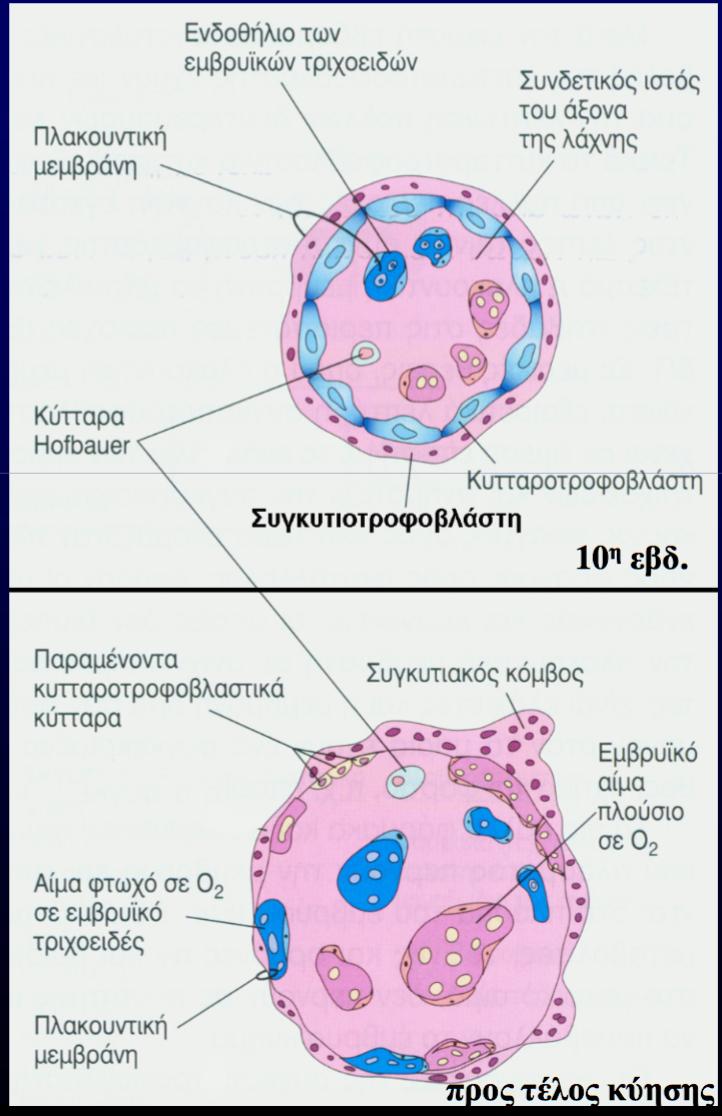 Φθαρτοί: Φθαρτός: η λειτουργική στιβάδα του ενδομητρίου της εγκύου γυναίκας Φθαρτικά κύτταρα: τα κύτταρα του συνδετικού ιστού του φθαρτού. Μέσω προγεστερόνης > διογκώνονται αραιοχρωματικά.