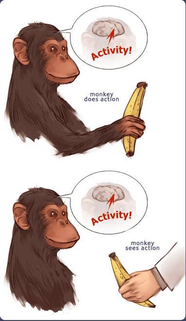 Mirror neurons (MN) in monkeys MNs are a category of F5 visuomotor neuron.