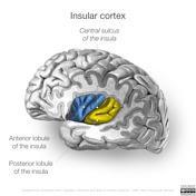 Insular cortex The insular cortex is the target of fibers conveying information about an individual