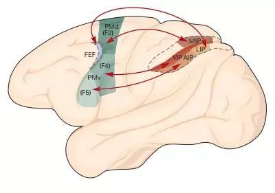 Parieto-premotor cortical circuits connect motor representations and sensory inputs Σύμφωνα με τη σειριακή άποψη, η φλοιώδης επεξεργασία των πληροφοριών κατευθύνεται από τον φλοιό των οπίσθιων