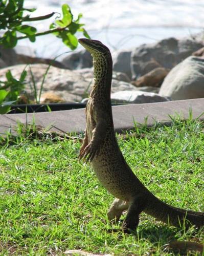 Varanus