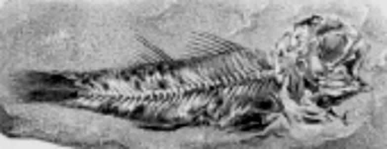 Smerdis isabellae