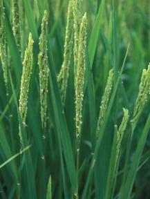 Zlatá ryža golden rice Ryža pôvodne neobsahuje -karotén, ale v endosperme biotech/gm (zlatá ryža) zrna sa tvorí prekurzor vitamínu A.