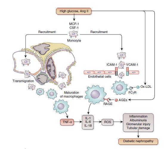 Φλεγμονή TNF-α- Tumor Necrosis Factor- α και TNFR1 και TNFR2- Tumor Necrosis Factor Receptors MCP-1- Monocyte Chemoattractant