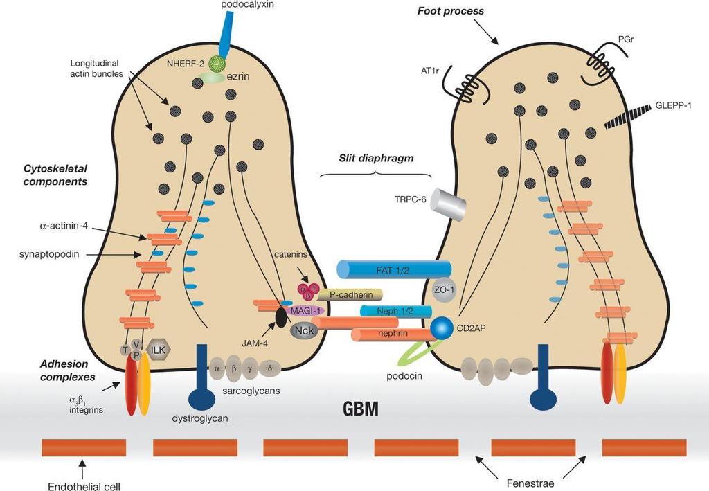 Michaud R et al. Clin Science.