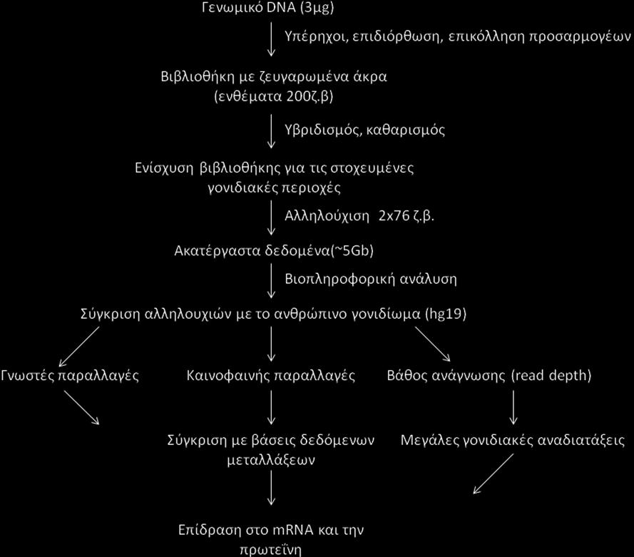 Σχήμα 17. Σχεδιαγραμματική απεικόνιση της πειραματικής διαδικασίας κατά την μαζική παράλληλη αλληλούχιση. 16.