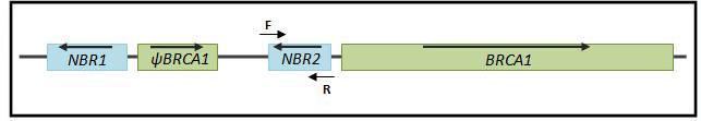 1,2 3 5 6 7 8 9 10 11a 11b 12 13 14 15 16 17 18 19 20 21 22 23 24 NBR2 Σχήμα 24.