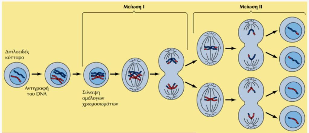 Η διαδικασία της Μείωσης - Α Με τη Μειωτική Διαίρεση κάθε απόγονο κύτταρο (ΓΑΜΕΤΗΣ) διαθέτει μόνο ένα μέλος από κάθε ζεύγος ομόλογων χρωμοσωμάτων του αρχικού διπλοειδούς κυττάρου -Η μείωση