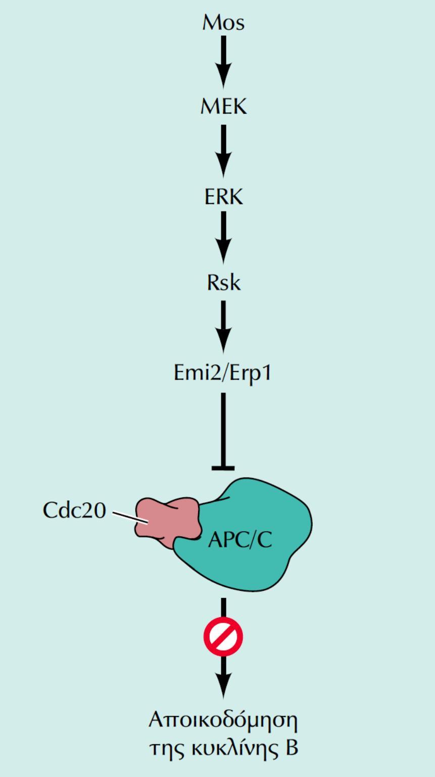 - Η Μείωση των ωοκυττάρων γίνεται από το ενεργό σύμπλοκο Cdk1/κυκλίνης Β αλλά: Πως όμως το σύμπλοκο διατηρείται ενεργό προκαλώντας στάση στη Μετάφαση ΙΙ?