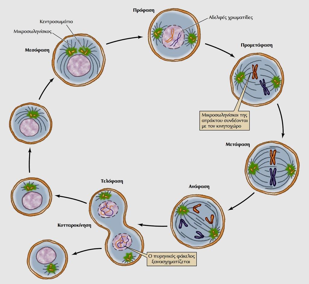 Στη ΜΕΤΑΦΑΣΗ -Τα κύτταρα παραμένουν για λίγο χρόνο στον ισημερινό πρίν εισέλθουν στην Ανάφαση - Η μετάβαση στην Ανάφαση: αρχίζει με τη διάσπαση των συνδέσμων των αδελφών χρωματίδων Στην ΑΝΑΦΑΣΗ -Οι