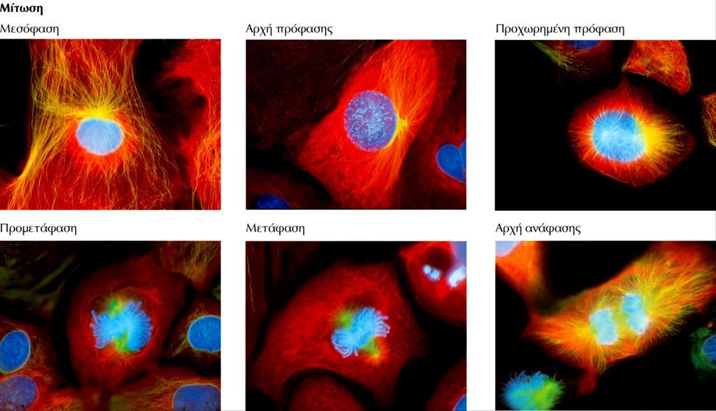 Τα στάδια της Μίτωσης με μικροσκοπία