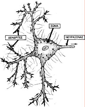 ΚΕΦΑΛΑΙΟ 7 ΘΕΩΡΙΑ ΤΩΝ ΝΕΥΡΩΝΙΚΩΝ ΙΚΤΥΩΝ (α) (β) Σχήµα 7-1: ο βιολογικός νευρώνας (α) σχηµατικά, (β) από µικροσκόπιο Μπορεί να αναφερθεί ότι ένα Τ.Ν.. µοιάζει µε τον ανθρώπινο εγκέφαλο στα ακόλουθα [Ghaboussi, 2007]: - Η γνώση αποκτάται από το δίκτυο µέσα από διαδικασία µάθησης.