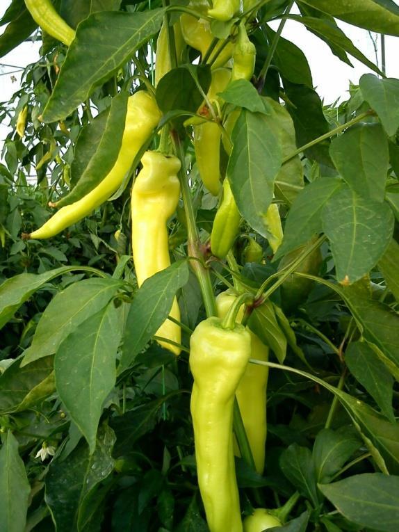 ΠΙΠΕΡΙΑ Capsicum annum Εικ.5 Φυτό πιπεριάς (πηγή διαδίκτυον) Η πιπεριά κατάγεται από τη Βολιβία. Χρονολογείται μέχρι και 5000 π.χ. σύμφωνα με ευρήματα σπόρων σε αρχαίους τάφους του Μεξικού.