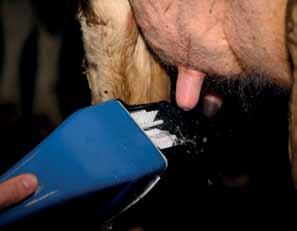 Teat Scrubber Ένα εργαλείο απολύμανσης θηλών το οποίο παρέχει αξιόπιστα και γρήγορα καθάρισμα απολύμανση, στέγνωμα και διέγερση. Η διαδικασία διαρκεί μέχρι και 10 δευτερόλεπτα ανά αγελάδα.