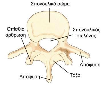 1.2. ΜΟΡΦΟΛΟΓΙΑ ΣΠΟΝΔΥΛΩΝ Όλοι οι σπόνδυλοι εκτός από τους ιερούς και κοκκυγικούς ονομάζονται γνήσιοι σπόνδυλοι ενώ οι ιεροί και οι κοκκυγικοί ονομάζονται νόθοι σπόνδυλοι επειδή συμφύονται και