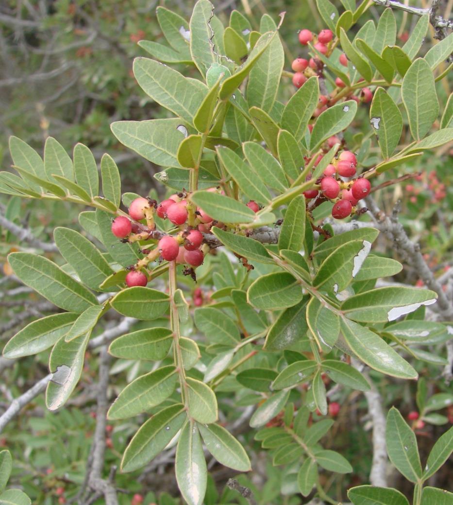 (Pistacia lentiscus var.