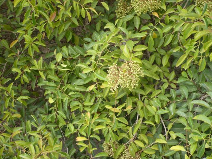 Ligustrum