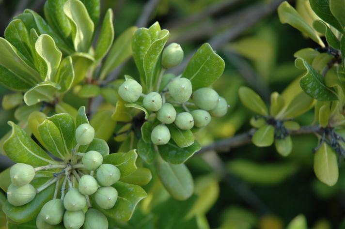 Pittosporum