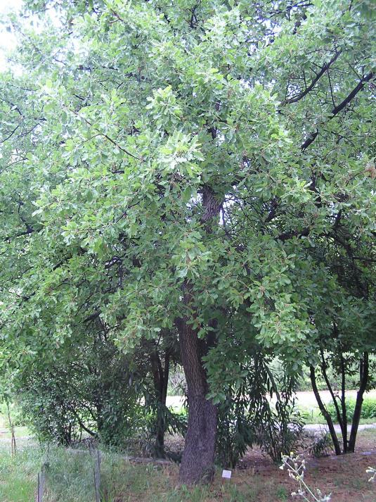 Quercus