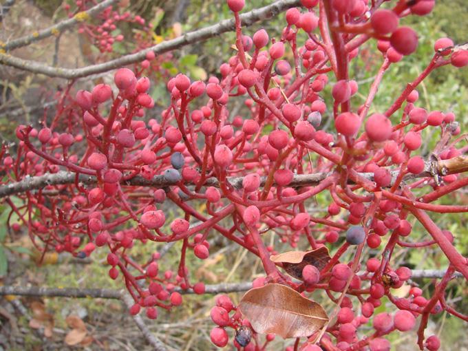 Pistacia terebinthus (κν.