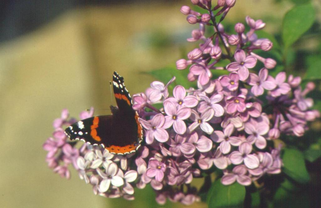 Syringa vulgaris