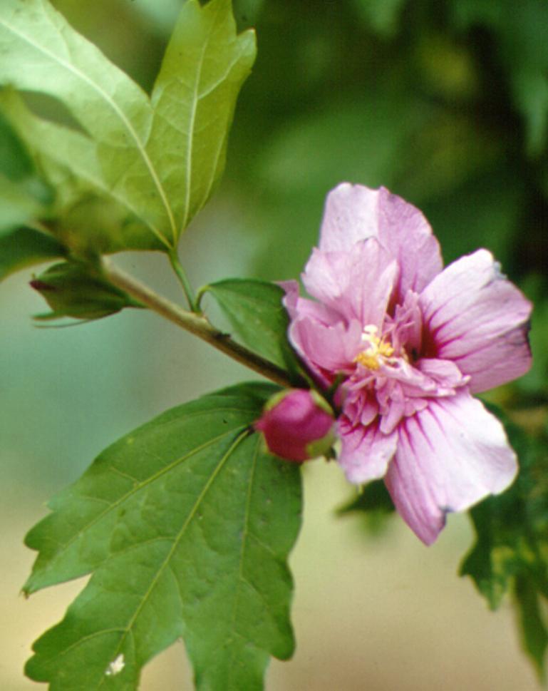 ξενικό Hibiscus