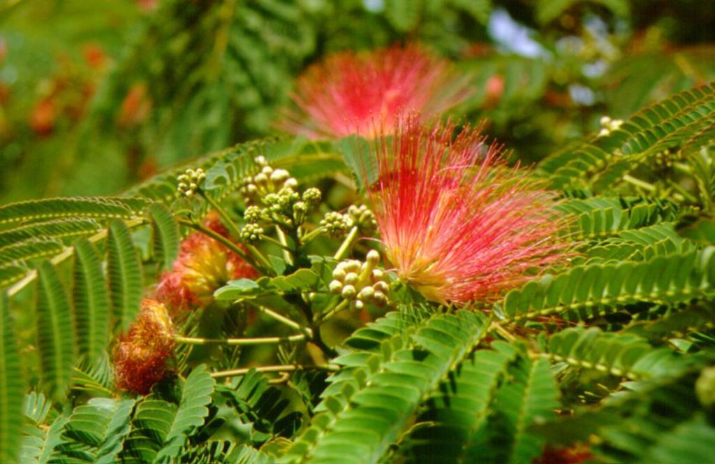 Albizia julibrissin κν.