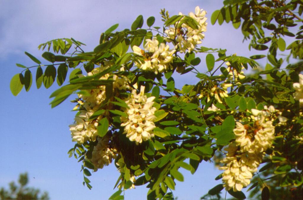 Το αμερικανικό φυλλοβόλο δέντρο Robinia pseudacacia (κν.