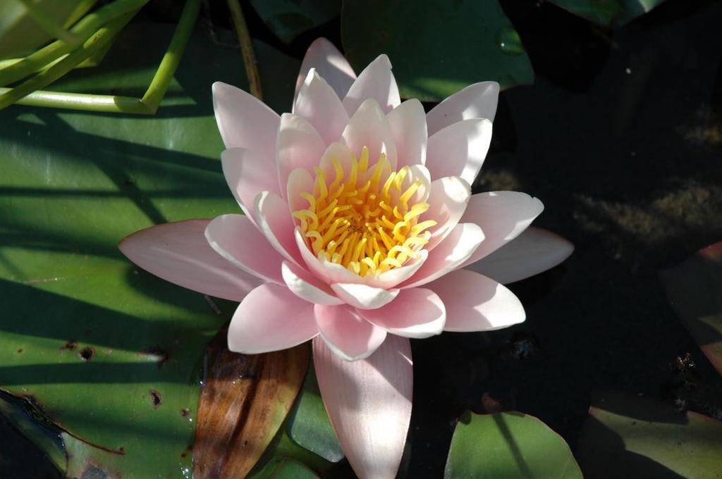 Nymphaea hybrida